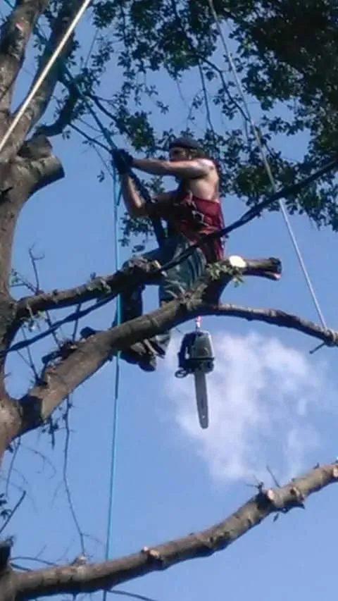 Custom residential landscaping in West Memphis, AR by Sampley & Son Tree Experts