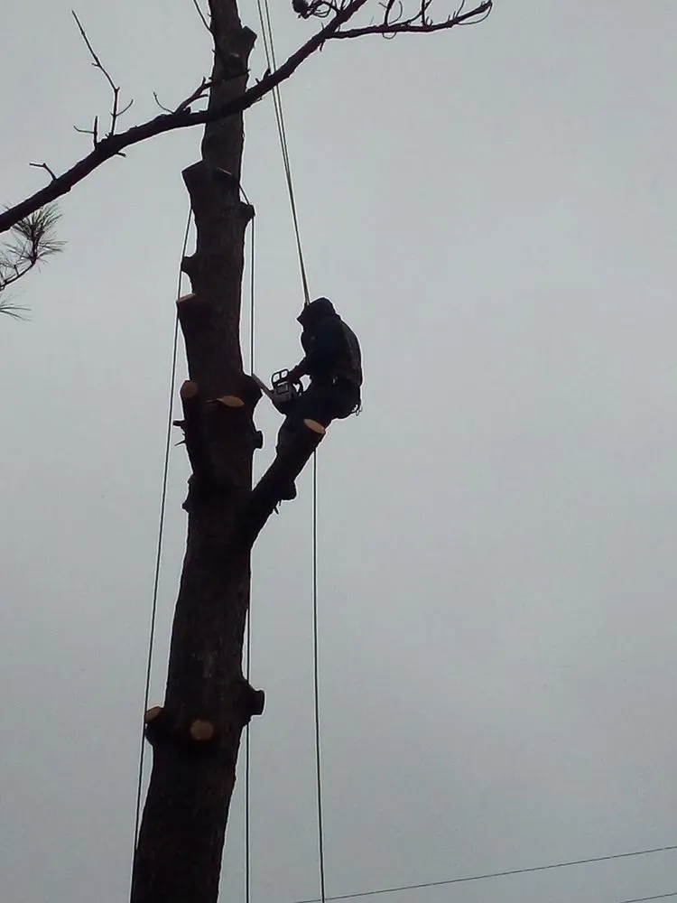 Expert landscaping services for beautiful yards in West Memphis, AR by Sampley & Son Tree Experts