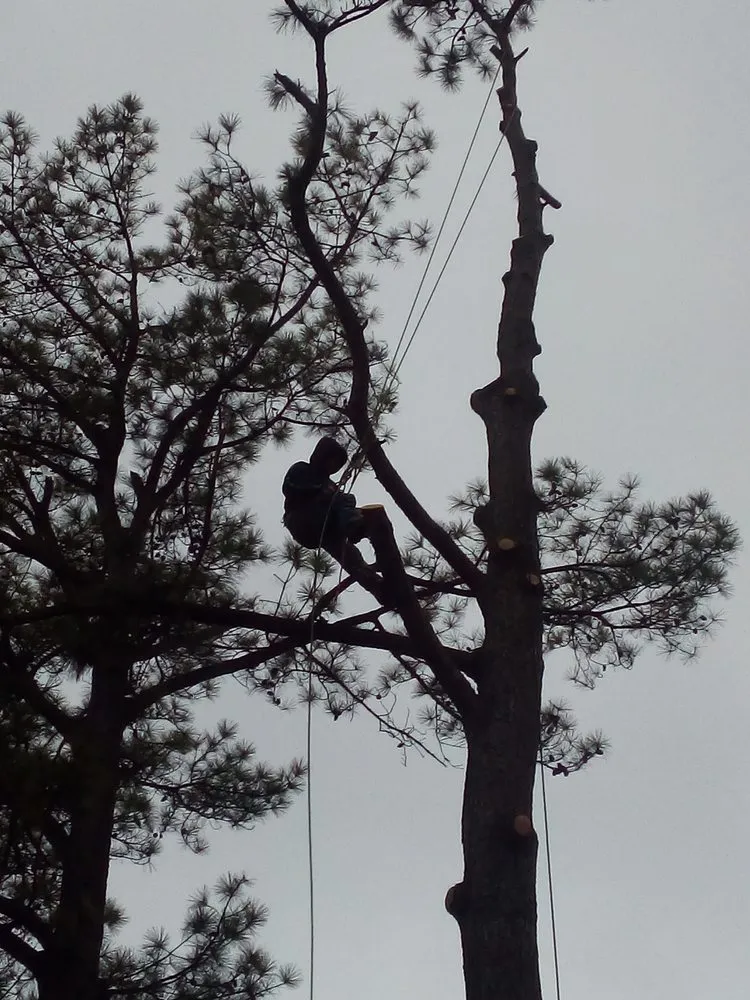 Affordable landscaping services in West Memphis, AR - Sampley & Son Tree Experts