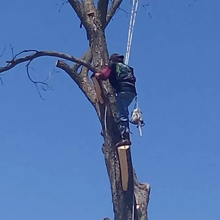 Local garden landscaping in West Memphis, AR by Sampley & Son Tree Experts