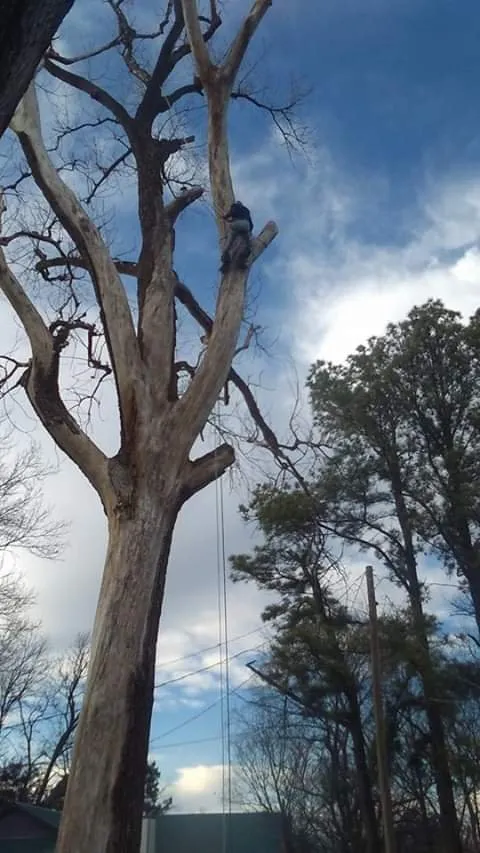 Professional landscaping services in West Memphis, AR by Sampley & Son Tree Experts