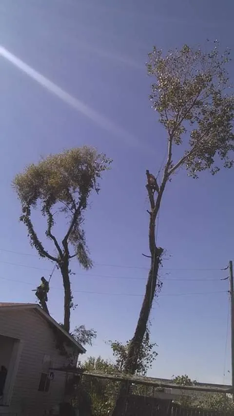 Affordable landscape installation experts serving West Memphis, AR - Sampley & Son Tree Experts