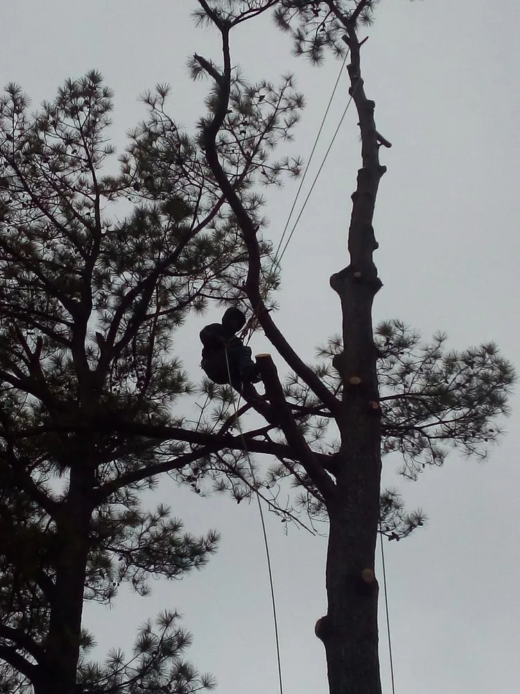 Affordable yard maintenance experts serving West Memphis, AR - Sampley & Son Tree Experts