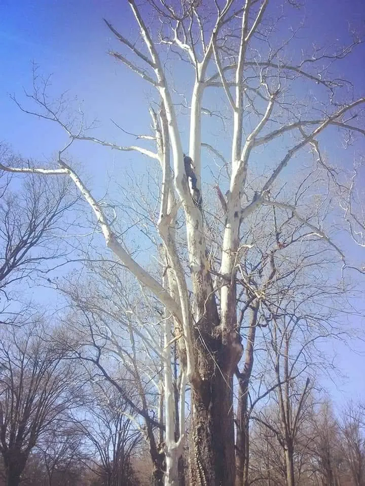 Professional residential landscaping experts serving West Memphis, AR - Sampley & Son Tree Experts