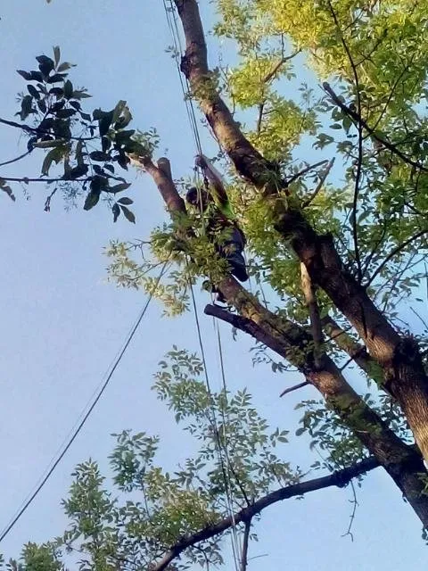 Top-rated lawn care service for beautiful yards in West Memphis, AR by Sampley & Son Tree Experts