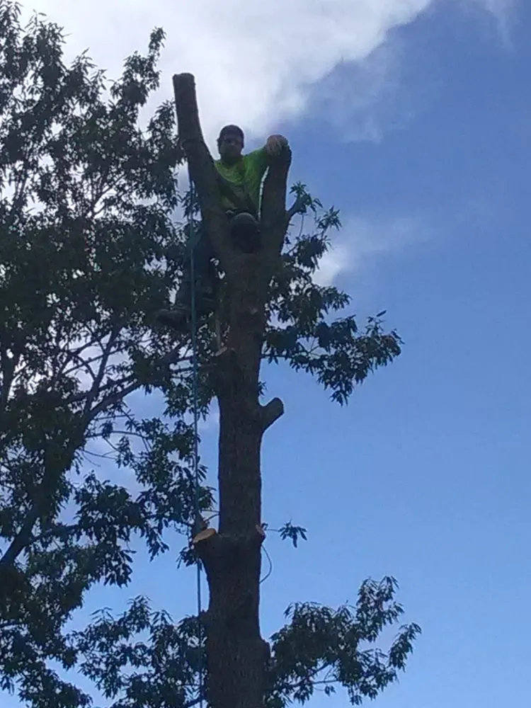 Professional landscape installation in West Memphis, AR - Sampley & Son Tree Experts