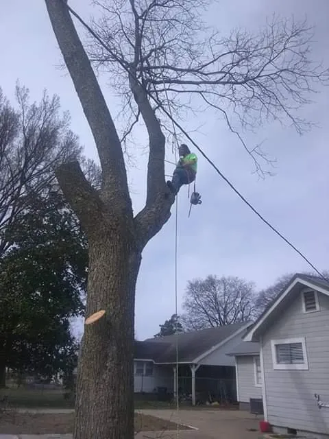 Trusted landscape installation in West Memphis, AR by Sampley & Son Tree Experts