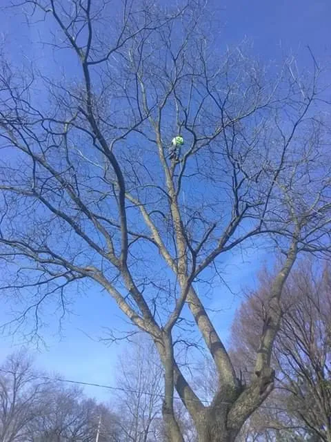 Local yard cleanup service for residential properties in West Memphis, AR by Sampley & Son Tree Experts