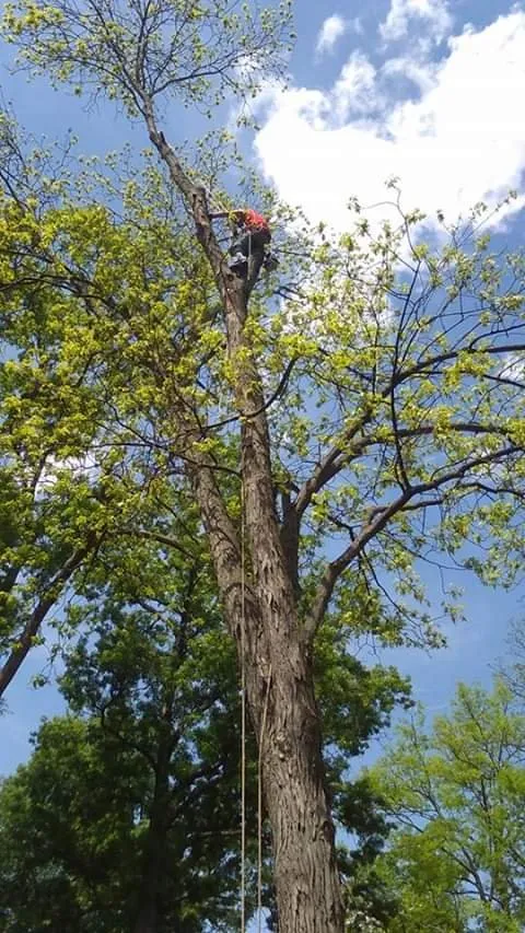 Expert garden landscaping for year-round maintenance across West Memphis, AR - Sampley & Son Tree Experts