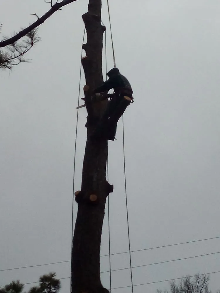 Local landscaping services in West Memphis, AR by Sampley & Son Tree Experts