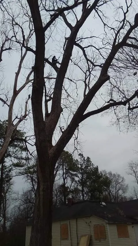 Trusted lawn mowing service in West Memphis, AR by Sampley & Son Tree Experts