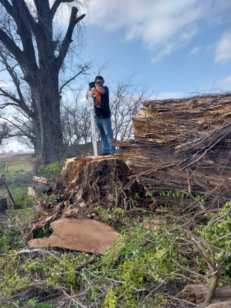 Affordable residential landscaping for year-round maintenance in West Memphis, AR by Sampley & Son Tree Experts