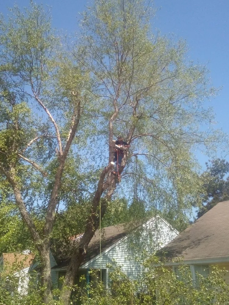 Custom yard cleanup service for outdoor upgrades in West Memphis, AR by Sampley & Son Tree Experts