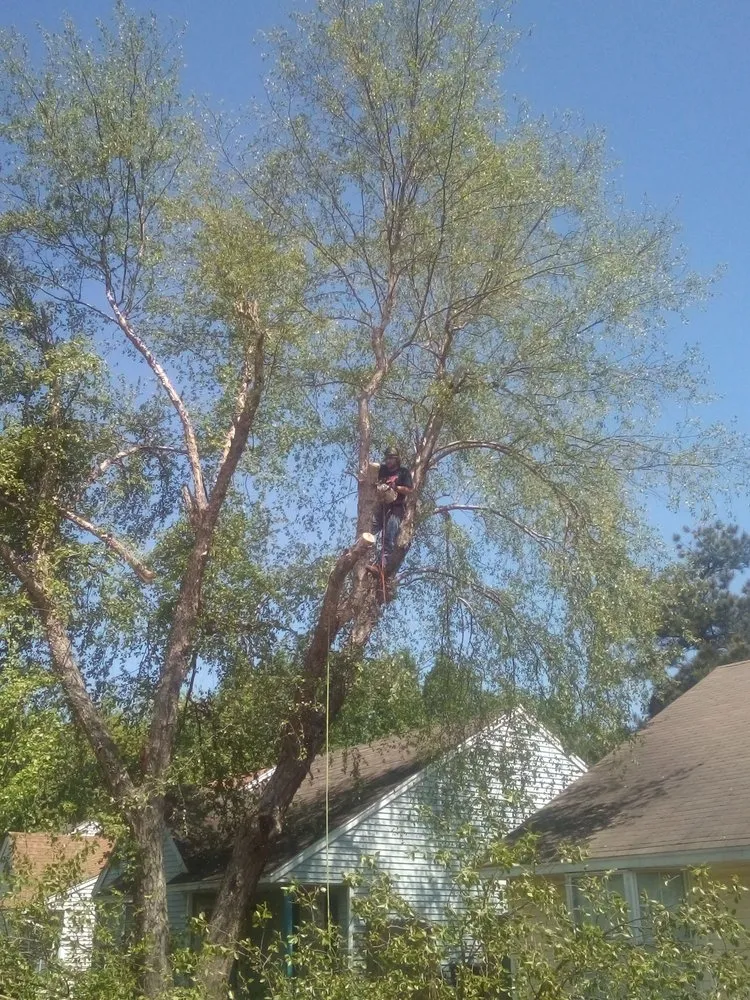 Top-rated lawn care service experts serving West Memphis, AR - Sampley & Son Tree Experts