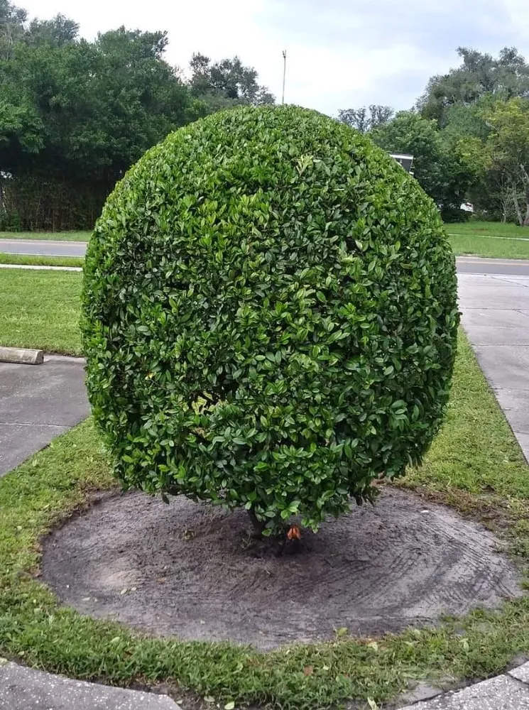 Custom garden landscaping in Ormond Beach, FL by Sampsons Landscaping and Tree Service