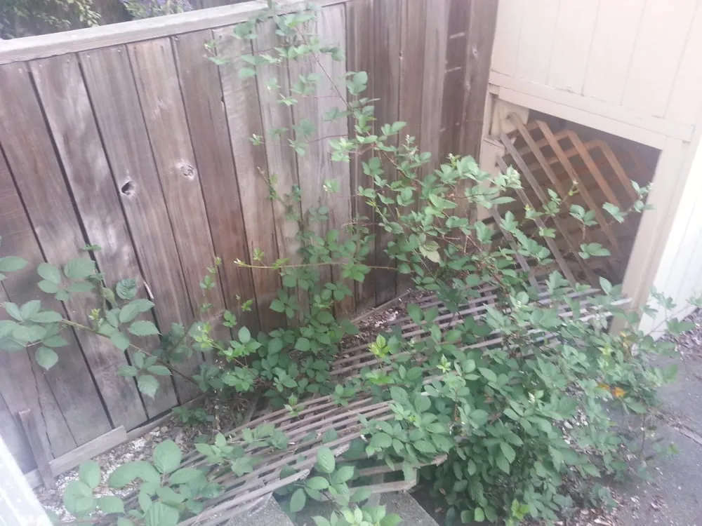 Custom lawn care service experts serving Novato, CA - Sampson's Landscaping, Inc.