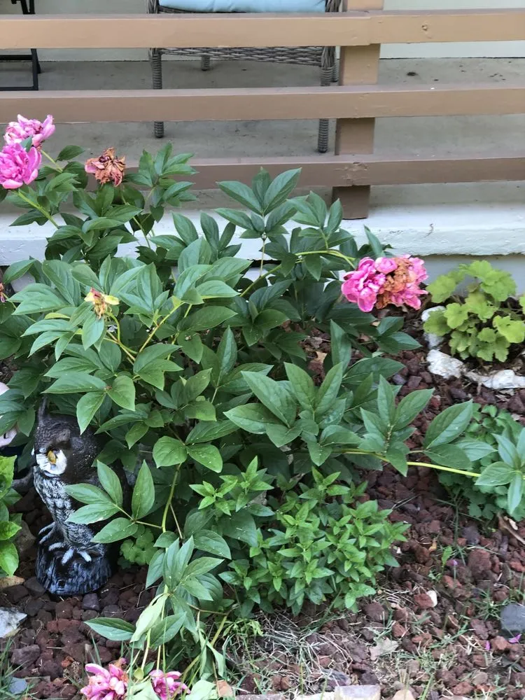 Reliable yard cleanup service near you across Bella Vista, AR - Sampson’s Lawn Care