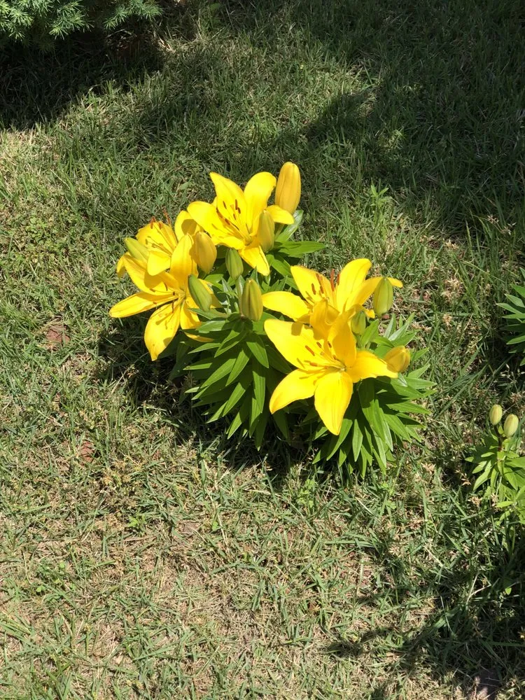 Expert outdoor landscaping experts serving Bella Vista, AR - Sampson’s Lawn Care