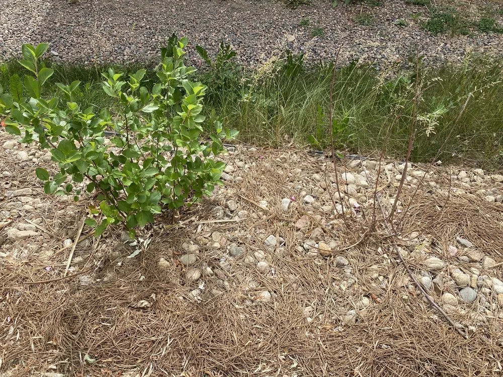 Expert lawn mowing service experts serving Lakewood, CO - Sam's Landscaping