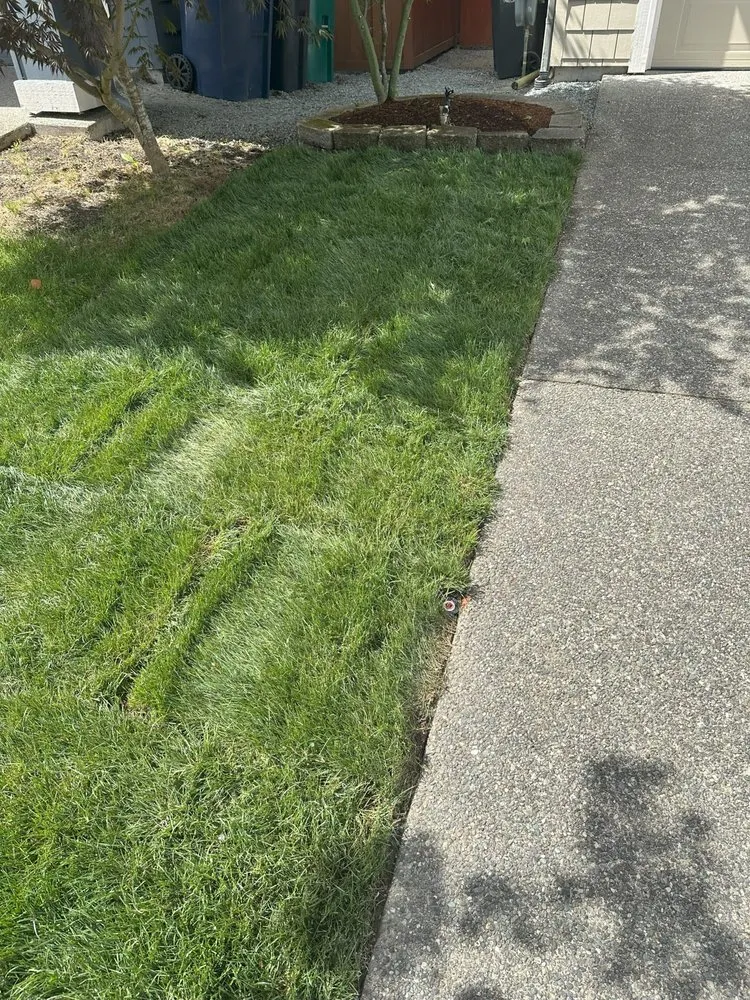 Trusted yard cleanup service in Mount Vernon, WA - Sam’s Landscaping Service