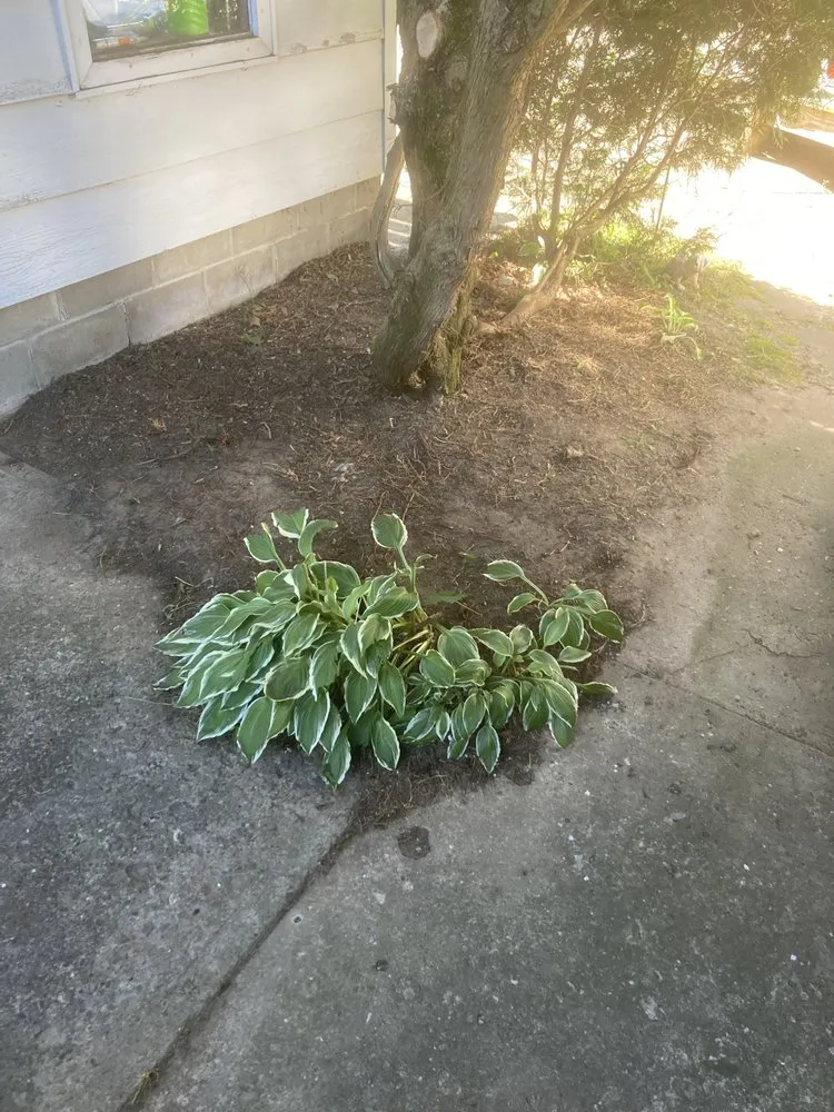 Trusted lawn care service for homes across Massena, NY - Sam’s Lawn Care Services