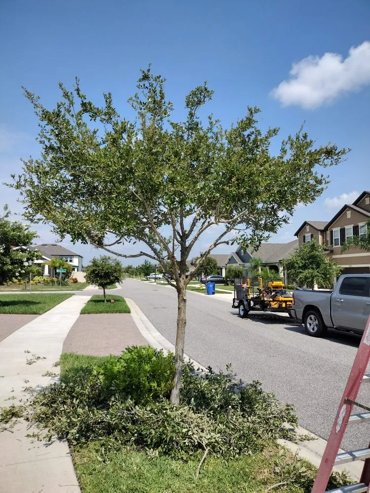 Custom landscape installation for year-round maintenance in Tampa Bay, FL by Sam's Lawn Grooming Service