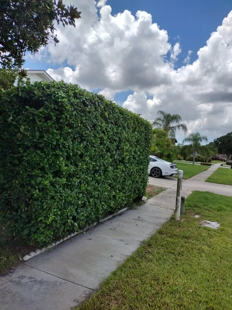 Professional lawn care service for beautiful yards across Tampa Bay, FL - Sam's Lawn Grooming Service