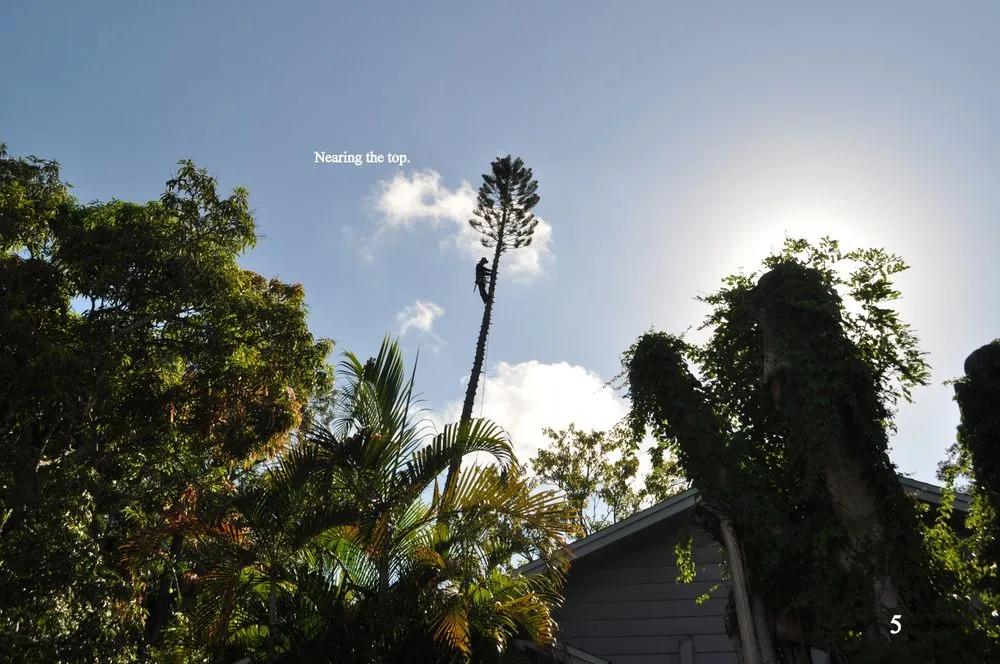 Expert landscaping services near you in Santa Ana, CA by Sam's Tree Service & Landscaping