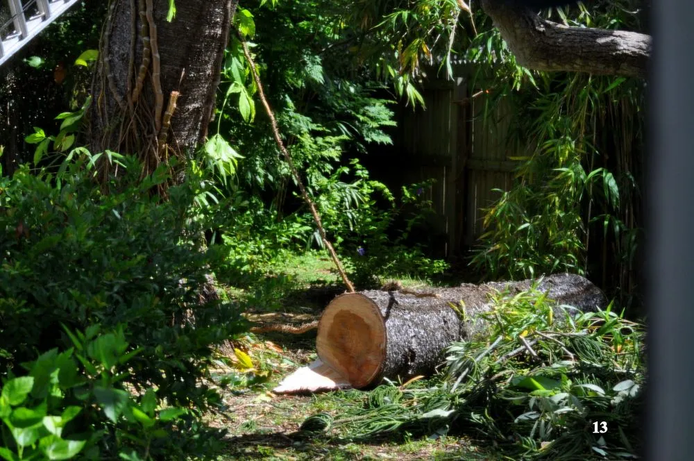 Reliable yard maintenance experts serving Santa Ana, CA - Sam's Tree Service & Landscaping