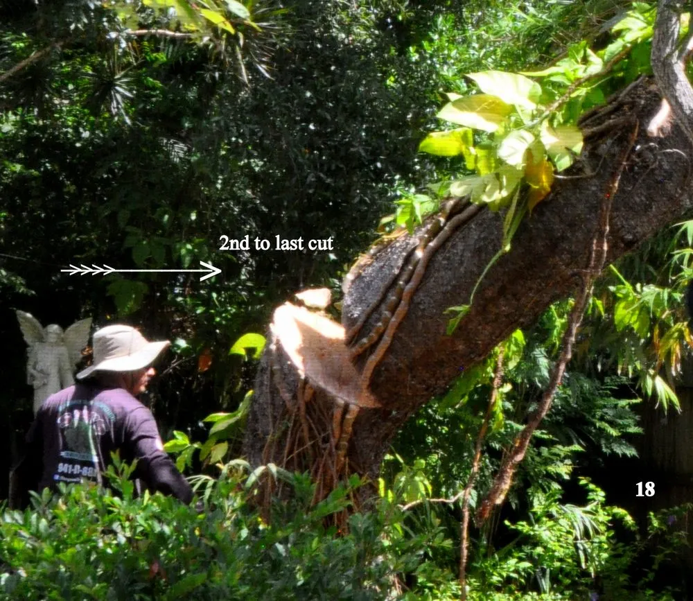 Local yard cleanup service near you in Santa Ana, CA by Sam's Tree Service & Landscaping