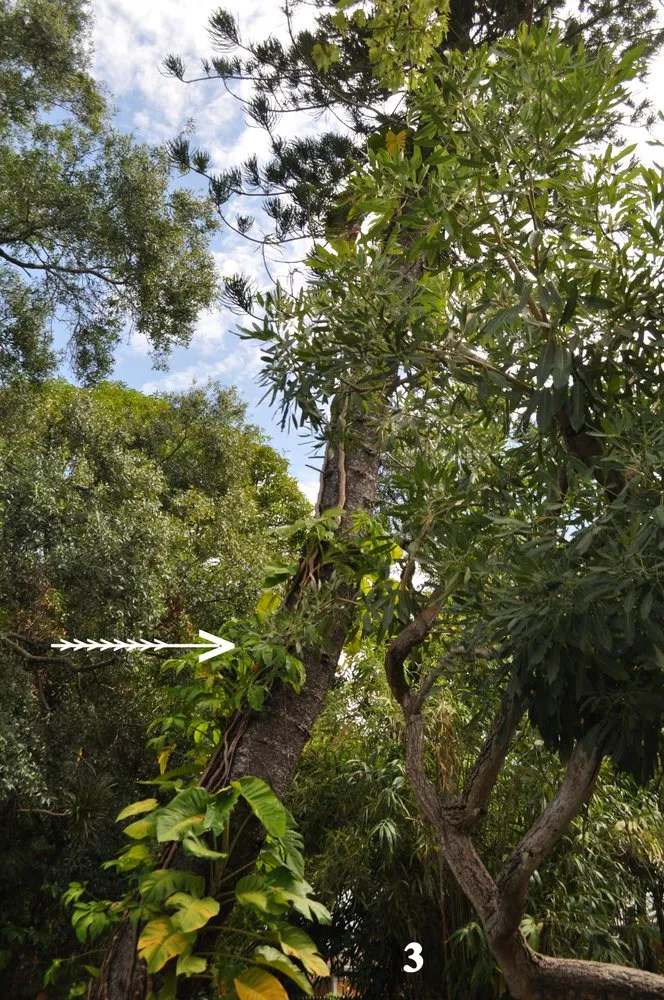 Local yard cleanup service in Santa Ana, CA - Sam's Tree Service & Landscaping