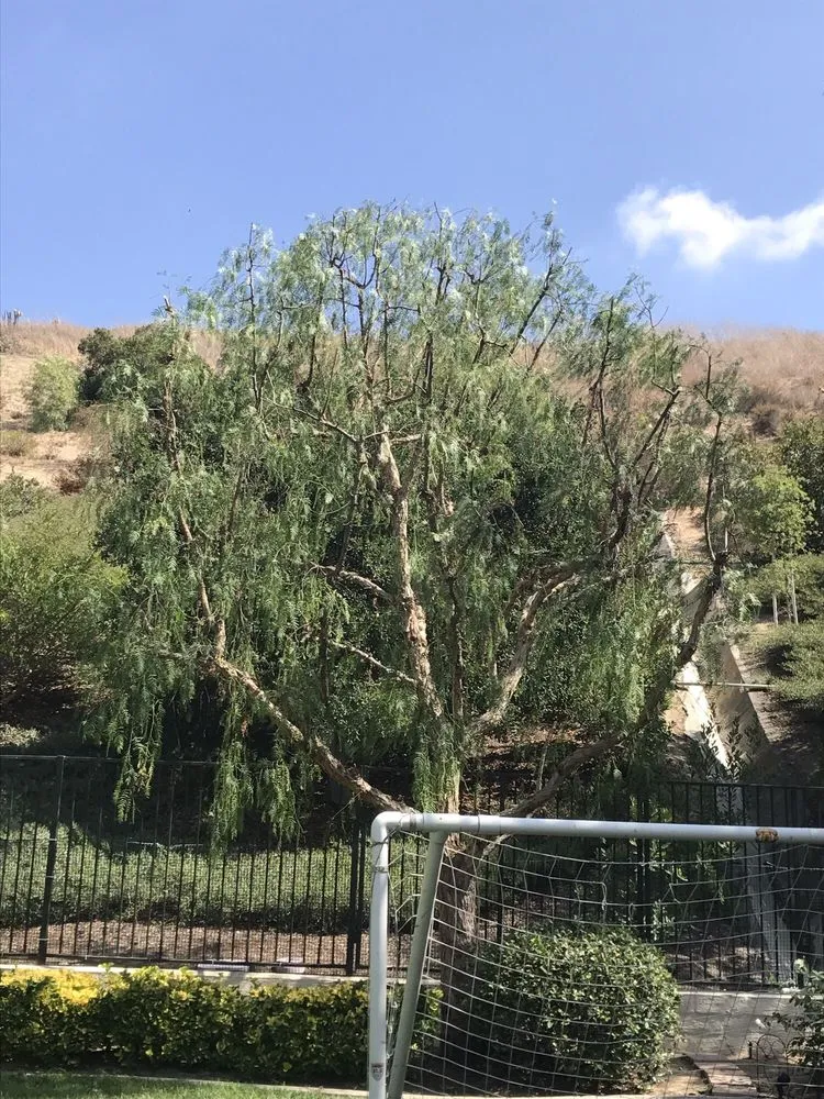 Expert yard cleanup service in Santa Ana, CA - Sam's Tree Service & Landscaping