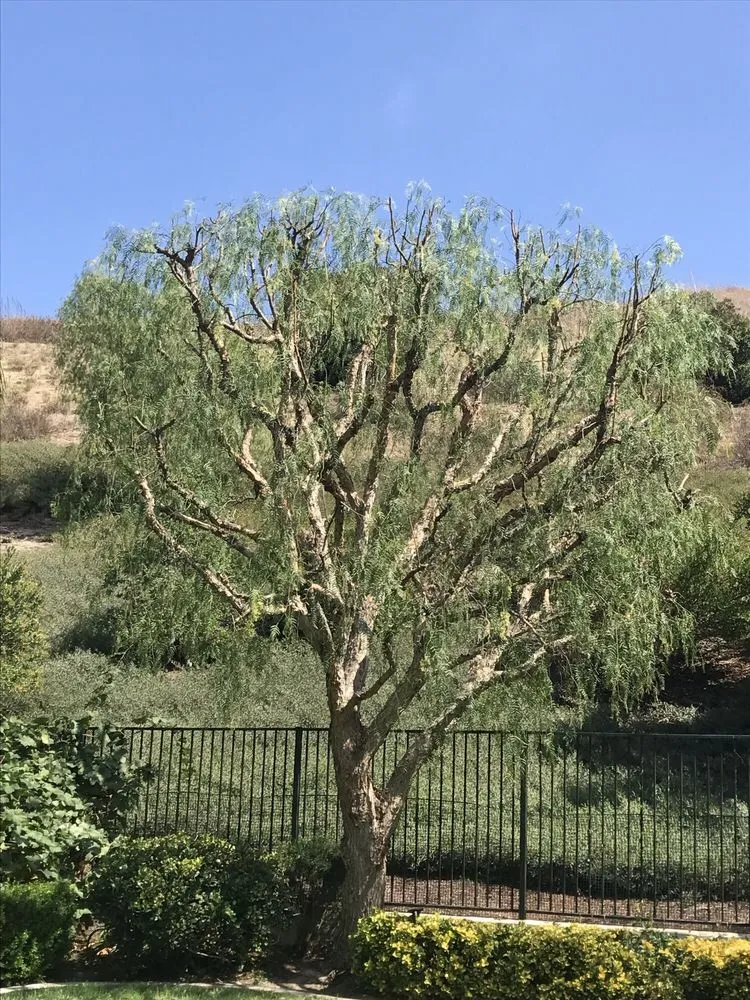 Top-rated garden landscaping in Santa Ana, CA by Sam's Tree Service & Landscaping