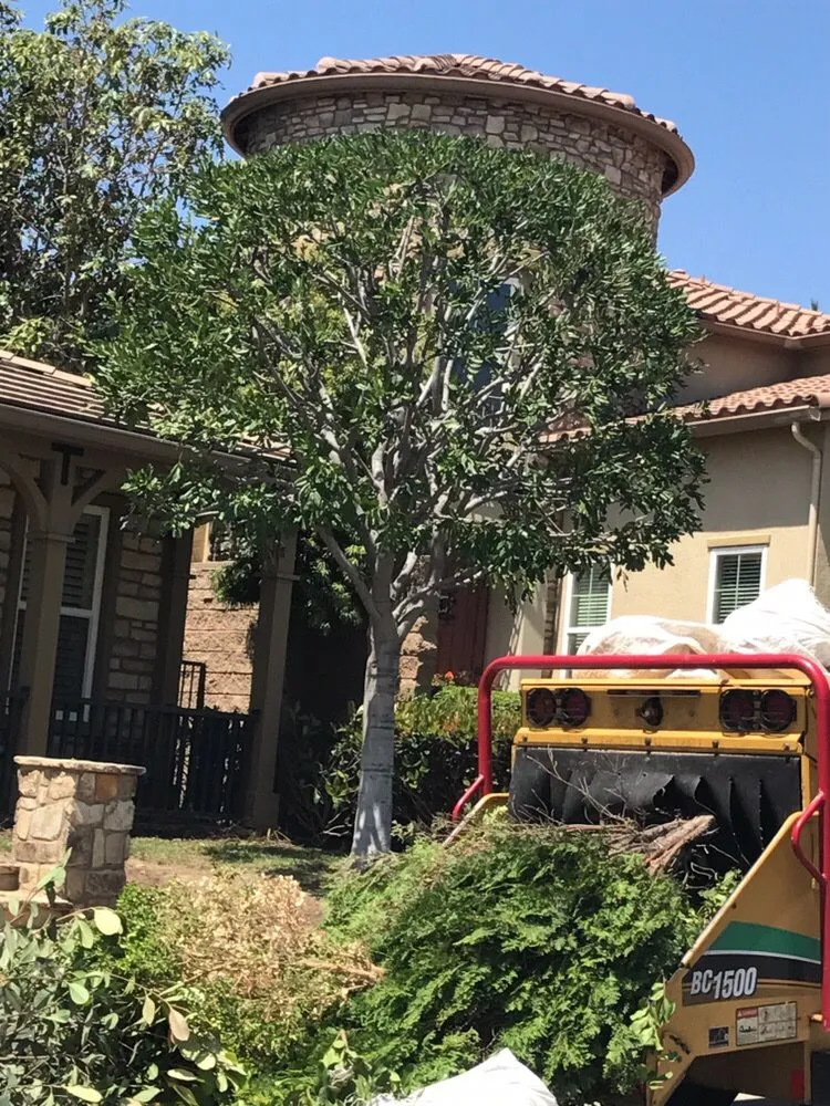 Expert landscape installation in Santa Ana, CA by Sam's Tree Service & Landscaping