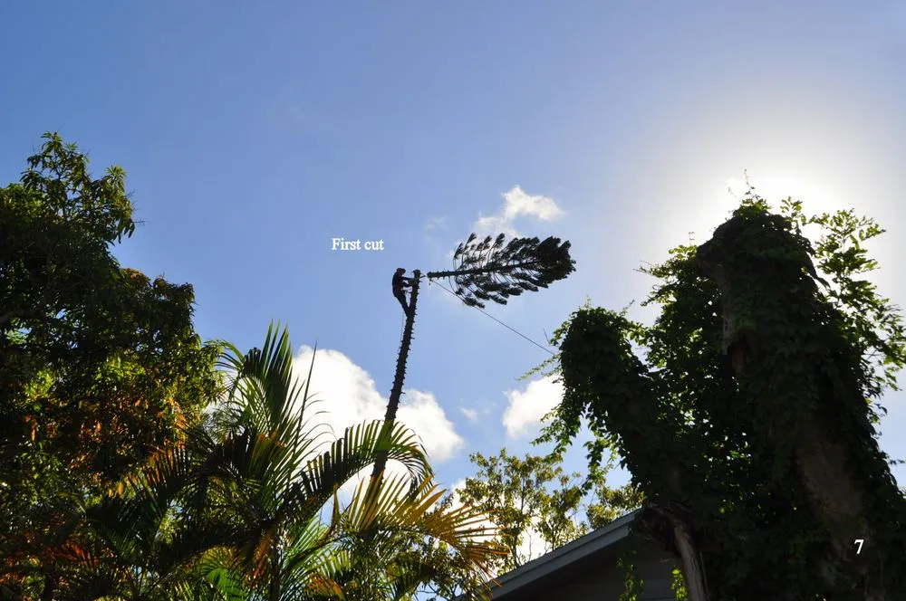 Top-rated outdoor landscaping in Santa Ana, CA - Sam's Tree Service & Landscaping