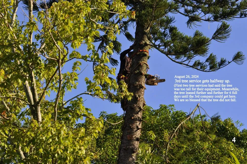 Professional yard cleanup service in Santa Ana, CA - Sam's Tree Service & Landscaping