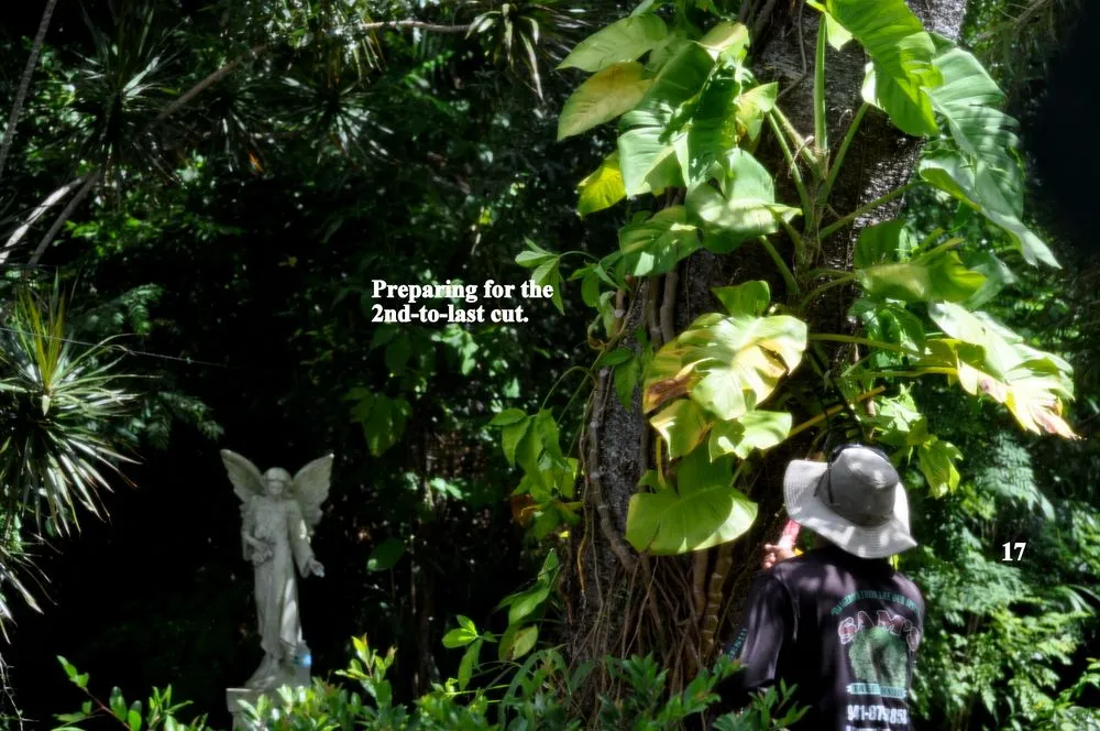 Trusted yard cleanup service experts serving Santa Ana, CA - Sam's Tree Service & Landscaping