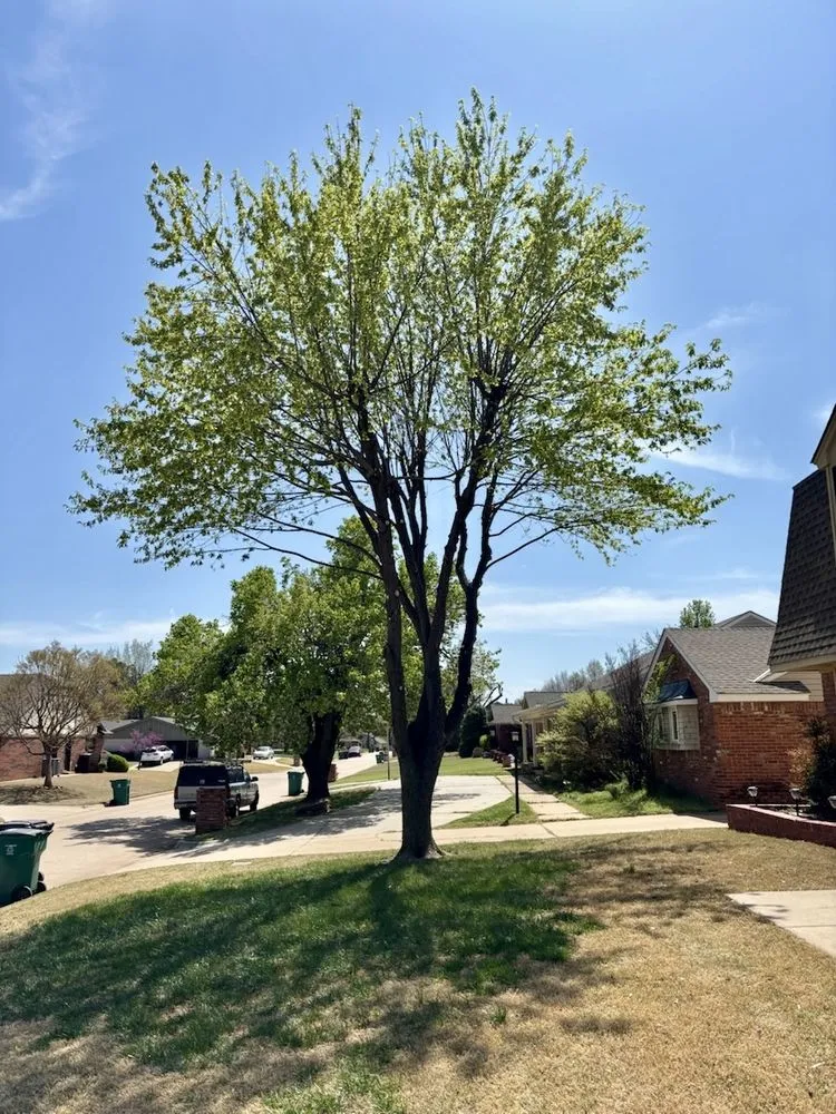 Local residential landscaping in Edmond, OK by Sam's Tree Service & Stump Grinding