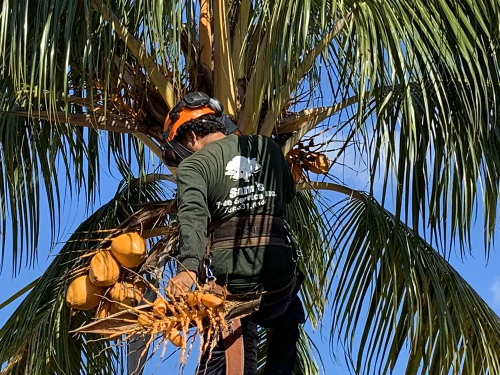 Professional outdoor landscaping for outdoor upgrades in Miami, FL by Sam’s Tree Service