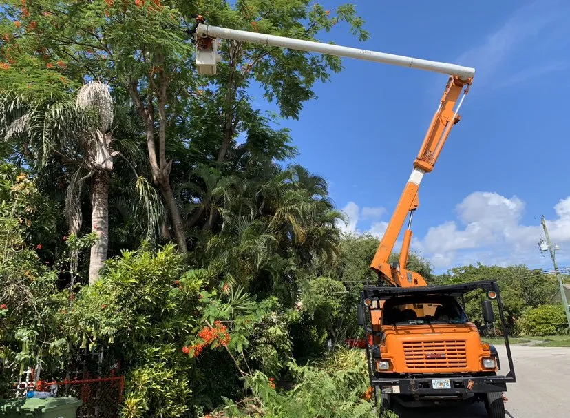Trusted yard cleanup service in Miami, FL - Sam’s Tree Service