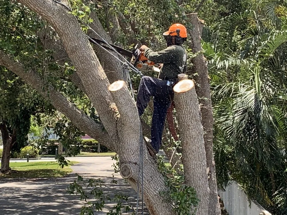 Custom lawn mowing service experts serving Miami, FL - Sam’s Tree Service