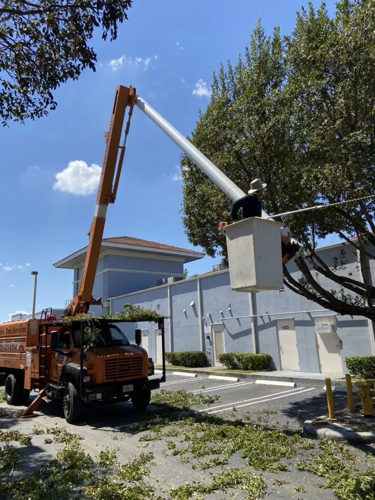 Expert lawn care service in Miami, FL - Sam’s Tree Service