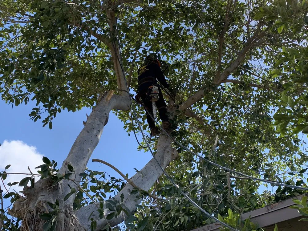 Professional outdoor landscaping with custom design in Miami, FL by Sam’s Tree Service