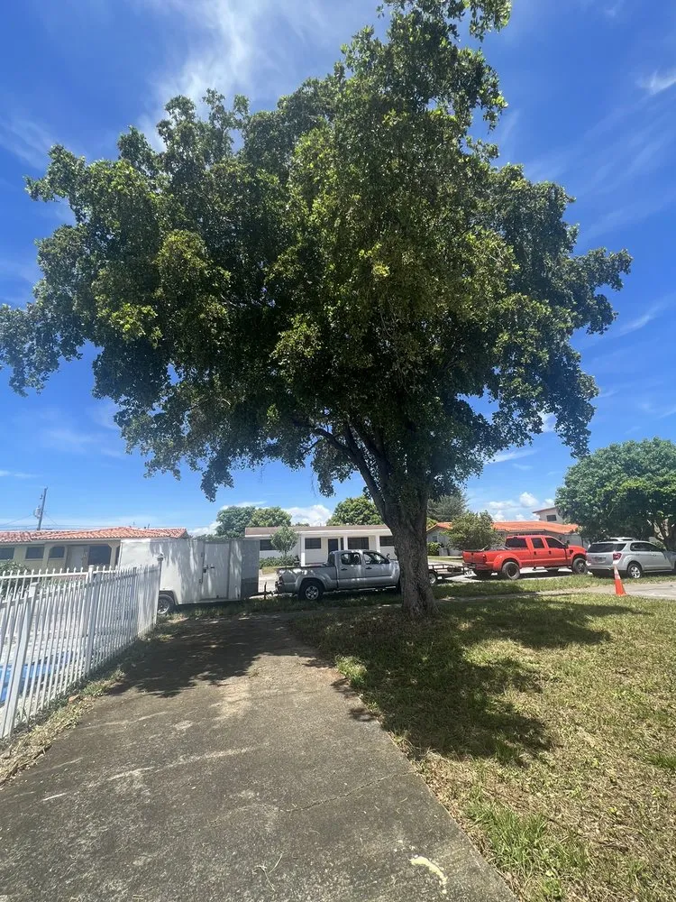 Professional landscaping services for year-round maintenance in Miami, FL by Sam’s Tree Service