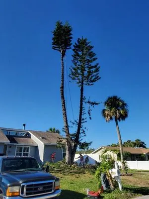 Sam's Tree Service Logo