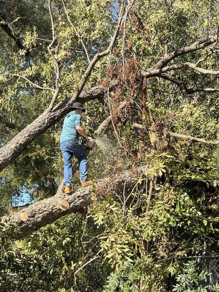 Reliable lawn care service in Spartanburg, SC by Samscapes