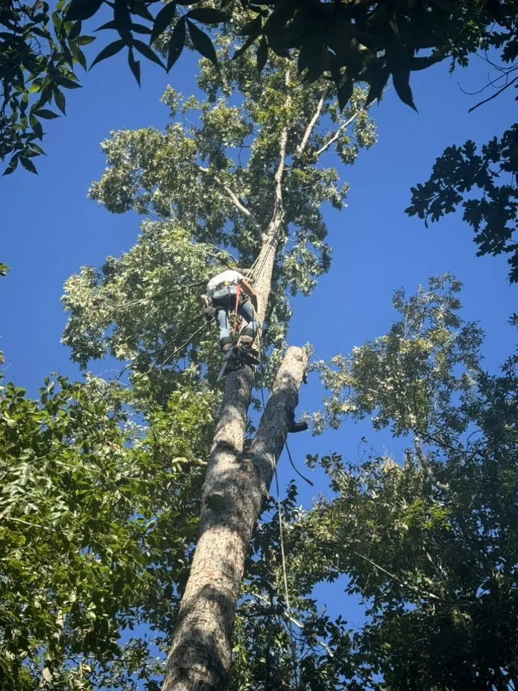 Custom garden landscaping for year-round maintenance across Spartanburg, SC - Samscapes