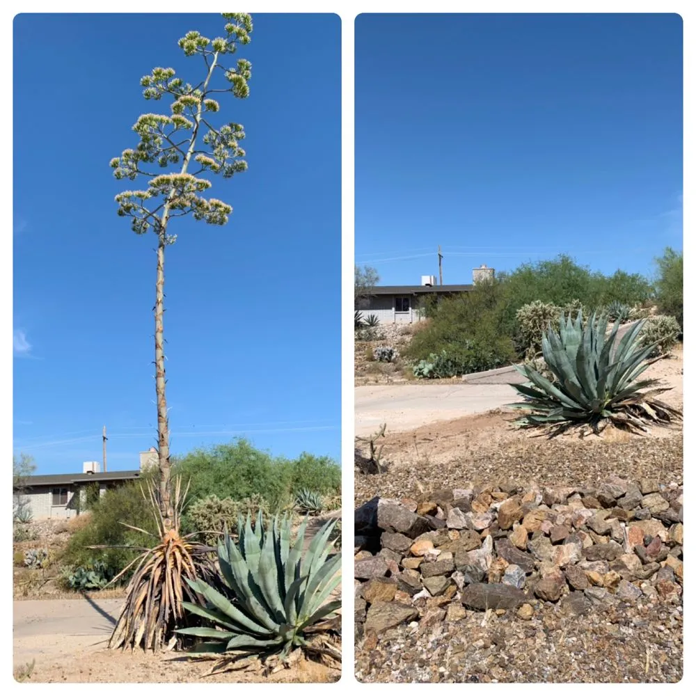 Reliable landscape installation in Tucson, AZ - Samson’s Grounds Maintenance