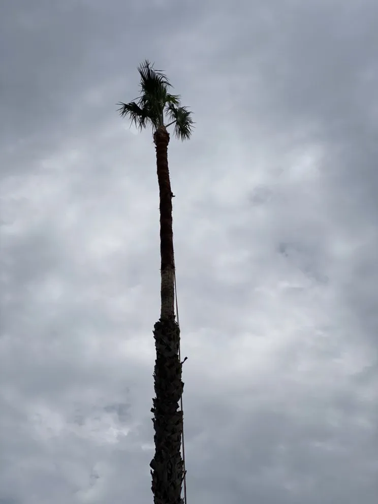 Custom yard maintenance for year-round maintenance across Long Beach, CA - Samuel Ruiz Landscaping and Tree Service