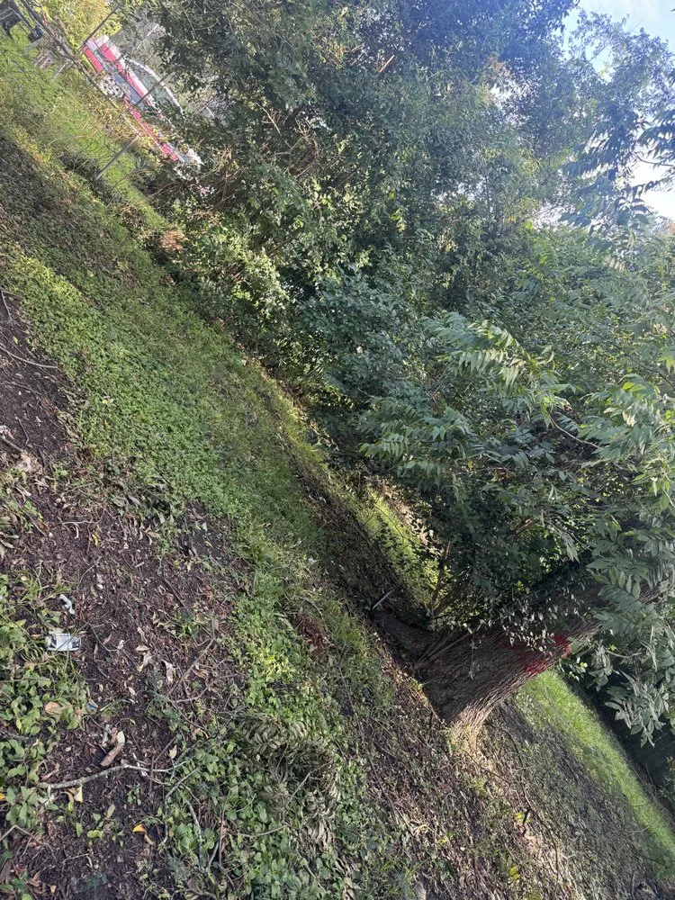 Reliable garden landscaping for year-round maintenance across Columbia, SC - Samuel’s Landscaping & Construction